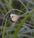 Afrikaanse Gewone Witjie / Southern African Caper White