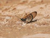 Mosaiek Rooitjie / Black-based Acraea