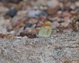 Klein Oranjepuntjie / African Small Orange Tip