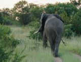 Savanne-olifant / African Elephant