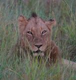 Leeu / Lion