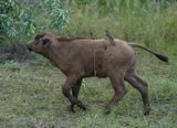 Buffel / African Buffalo