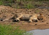 Leeu / Lion