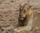 Leeu / Lion