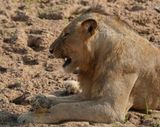 Leeu / Lion