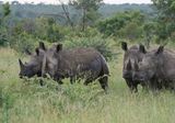 Witrenoster / White Rhino