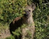 Gevlekte Hiëna / Spotted Hyena
