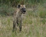Gevlekte Hiëna / Spotted Hyena