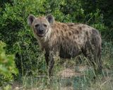 Gevlekte Hiëna / Spotted Hyena