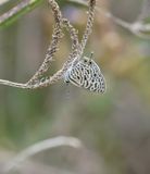 Sebrabloutjie / Common Zebra Blue