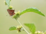 Ralie Rooivlerkie / Eastern Scarlet