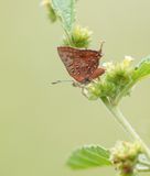 Ralie Rooivlerkie / Eastern Scarlet