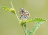 Swartstreep Kortstertjie / Black-striped Ciliate Blue
