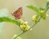 Ralie Rooivlerkie / Eastern Scarlet