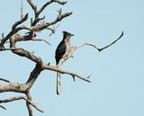 Gestreepte Nuwejaarsvoël / Levaillants Cuckoo