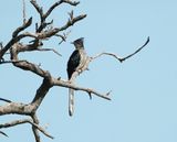 Gestreepte Nuwejaarsvoël / Levaillants Cuckoo