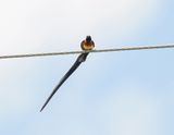 Gewone Paradysvink / Long-tailed Paradise Whydah