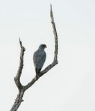 Donkersingvalk / Dark Chanting Goshawk
