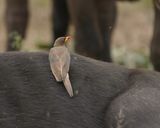 Geelbekrenostervoël / Yellow-billed Oxpecker