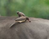 Rooibekrenostervoël / Red-billed Oxpecker