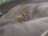Geelbekrenostervoël / Yellow-billed Oxpecker