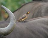 Geelbekrenostervoël / Yellow-billed Oxpecker