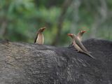 Rooibekrenostervoël / Red-billed Oxpecker