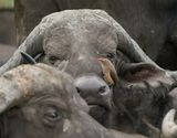Rooibekrenostervoël / Red-billed Oxpecker