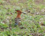 Hoephoep / African Hoopoe