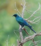 Grootglansspreeu / Burchells Starling