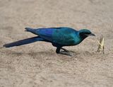 Grootglansspreeu / Burchells Starling