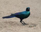 Grootglansspreeu / Burchells Starling
