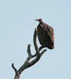 Monnikaasvoël / Hooded Vulture