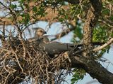Kwevoël / Grey Go-away-bird