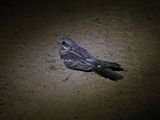 Europese Naguil / European Nightjar