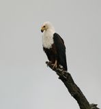 Visarend / African Fish Eagle