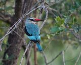 Bosveldvisvanger / Woodland Kingfisher