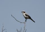 Kremetartlaksman / Southern White-crowned Shrike
