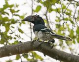 Gewone Boskraai / Trumpet Hornbill