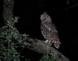 Gevlekte Ooruil / Spotted Eagle-owl