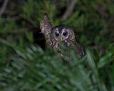 Bosuil / African Wood Owl