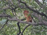 Visuil / Pels Fishing Owl