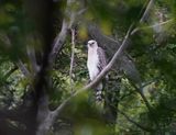 Kroonarend / Crowned Eagle