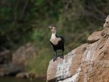 Witborsduiker / White-breasted Cormorant