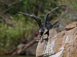 Witborsduiker / White-breasted Cormorant