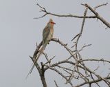 Rooiwangmuisvoël / Red-faced Mousebird
