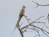 Rooiwangmuisvoël / Red-faced Mousebird