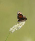 Skimbruintjie / Orange Lined Ringlet