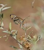 Rooibokkie Rooitjie / Window Acraea