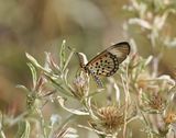 Rooibokkie Rooitjie / Window Acraea